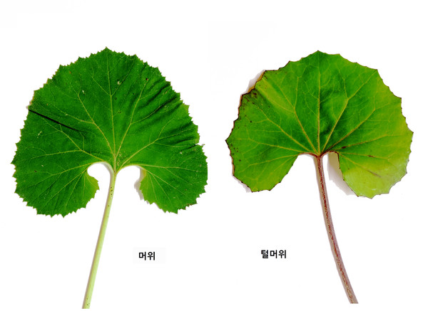 머위(나물)와 털머위(독초) /자료제공=국립수목원 
