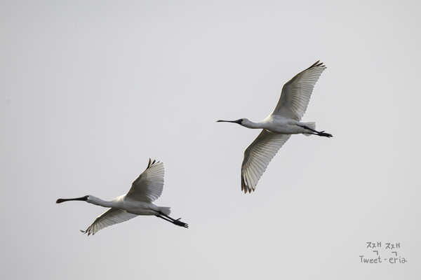 멸종위기 야생생물Ⅰ급인 ‘저어새'  /사진제공=짹짹휴게소 홍승민 대표