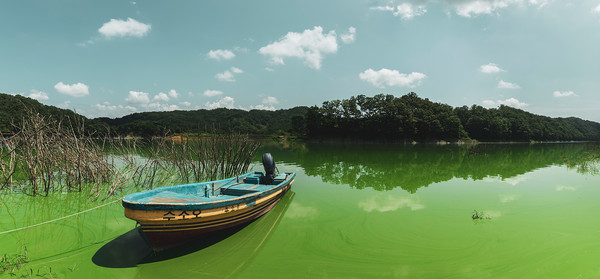 4대강사업 이후 낙동강 등에서는 ‘녹조라떼’라는 말이 회자할 정도로 대규모 녹조 창궐이 일상화됐다.