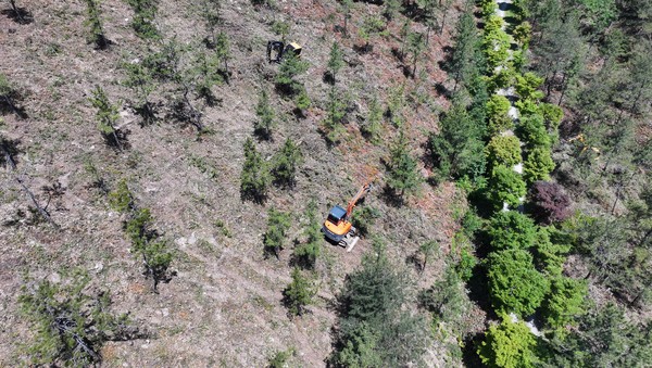 완도군이 총 35억원을 투입해 조림 사업과 숲 가꾸기 사업을 본격 추진한다. /사진제공=완도군