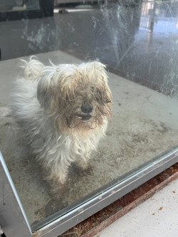 소위 신종 펫숍이라 불리는 보호소 위장 펫숍을 제재하기 위한 동물보호법 개정안이 4월 17일 국회에서 발의됐다. /사진=동물자유연대