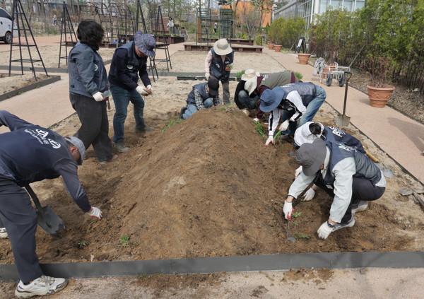 4수원시, 일월수목원 채소원에 수원 광교산 토종식물‘백년부추’등 식재 /사진제공=수원시