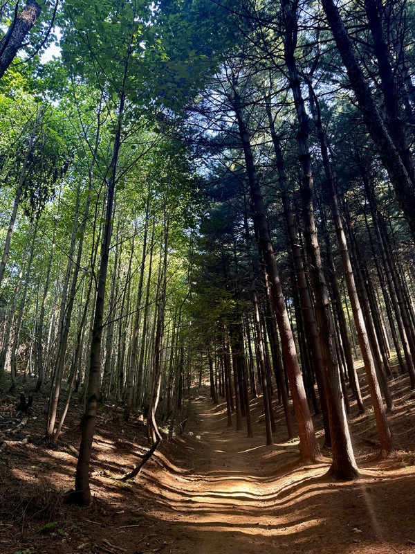 경기도 수리산도립공원, 맞춤형 숲체험 프로그램 운영 /사진제공=경기도