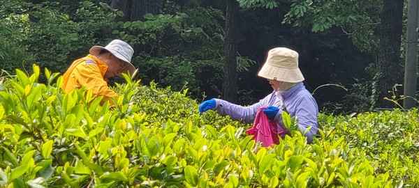 녹차 따는 모습 /사진제공=박충배 기자