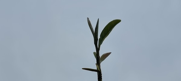 새 순이 올라오는 녹차의 새순 / 사진제공=박충배 기자