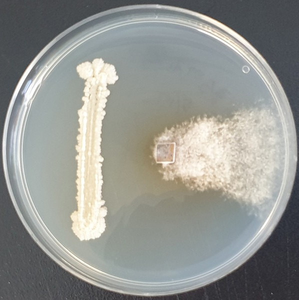 고구마 내 생균 향균 활성 시험 /사진제공=해남군
