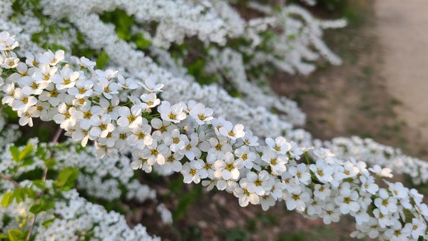 조팝나무 /사진제공=국립수목원