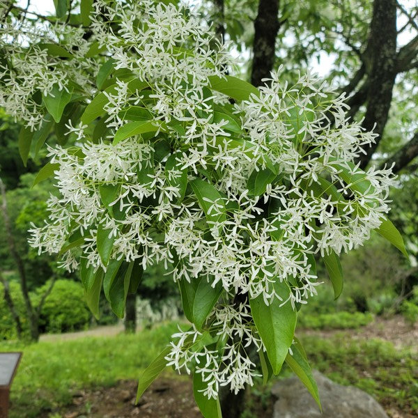 이팝나무 /사진제공=국립수목원