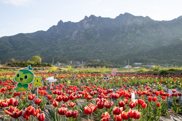 영암군 월비 마을 튤립 단지 / 사진제공=영암군