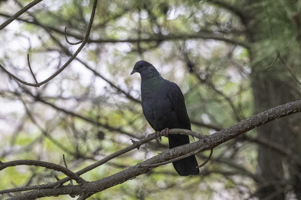 천연기념물인 ‘흑비둘기’  /사진제공=짹짹휴게소 홍승민 대표