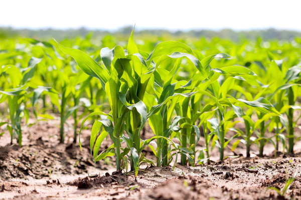 식품제조용 원료로 많이 사용하는 밀과 옥수수의 수입량은 전년 동기 대비 4.9% 감소한 것으로 나타났다. /사진=환경일보DB