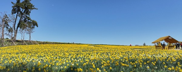 1004섬 수선화 축제 /사진제공=신안군