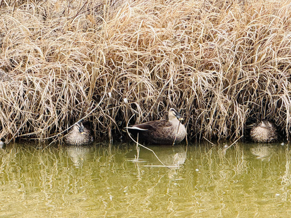 육상부가 갈대로 뒤덮여 소수의 흰뺨검둥오리만이 휴식을 취하고 있다. /사진=인천환경운동연합