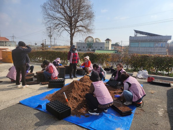 태간천 백일홍 포트 꽃씨 파종 /사진제공=영암군