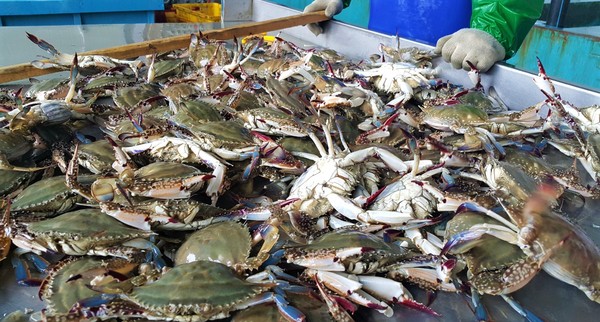  물 반, 꽃게 반 /사진제공=진도군