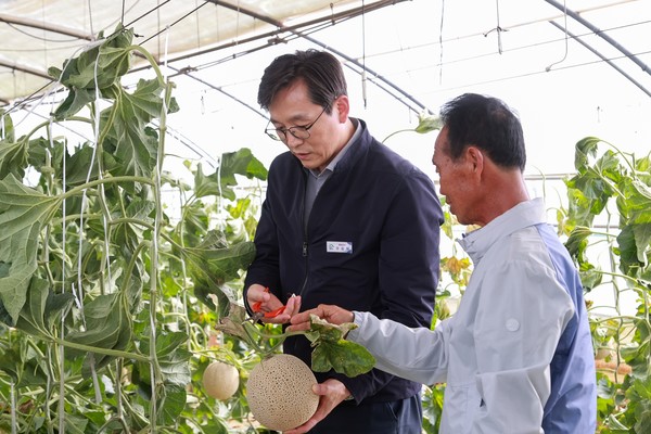 영암 멜론 첫 수확 / 사진제공=영암군