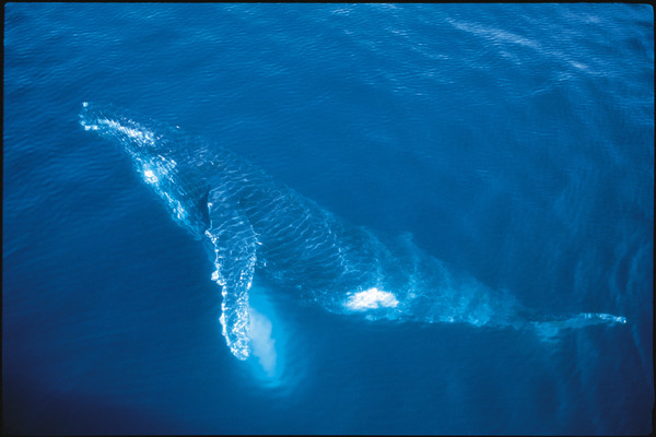 기후변화는 해양생태계에 큰 영향을 미친다. 특히 고래가 가장 큰 영향을 받으면서 생존에 적신호가 들어온 상황이다. /사진=환경일보DB