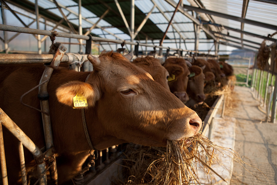 이번 실증을 통해 농식품부산물이 축산사료의 원료로 재활용이 될 수 있다는 안전성과 경제성이 검증되고 사료화를 허용하는 관련 규정이 개정될 경우, 농식품부산물의 순환이용으로 축산사료원료의 자급률 제고와 온실가스 저감에도 기여할 것으로 기대된다. /사진=환경일보DB