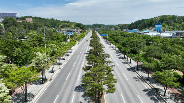 영주시는 관내 주요 도로변 21개소에 있는 약 2000여 본의 가로수에 대해 가지치기를 완료할 예정이다. /사진제공=영주시
