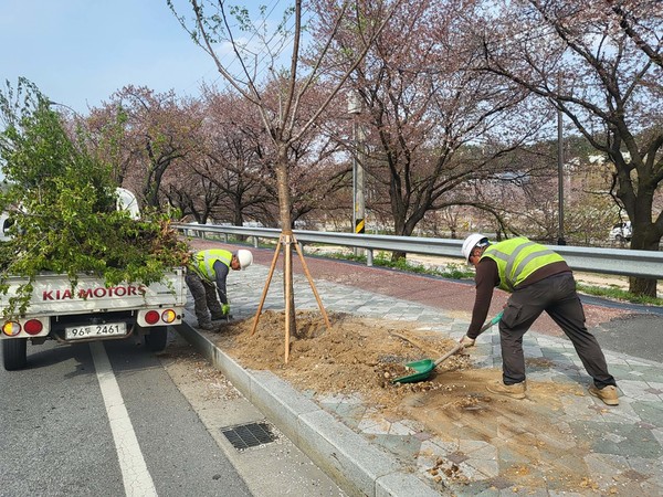 가로수 정비 /사진제공=영주시