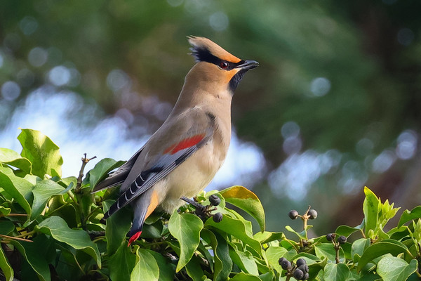 홍여새 /사진제공=윤기득 사진작가