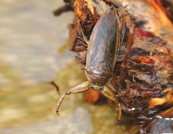 5월의 멸종위기 야생생물 물장군 /사진출처=국립생물자원관 한반도의 생물다양성
