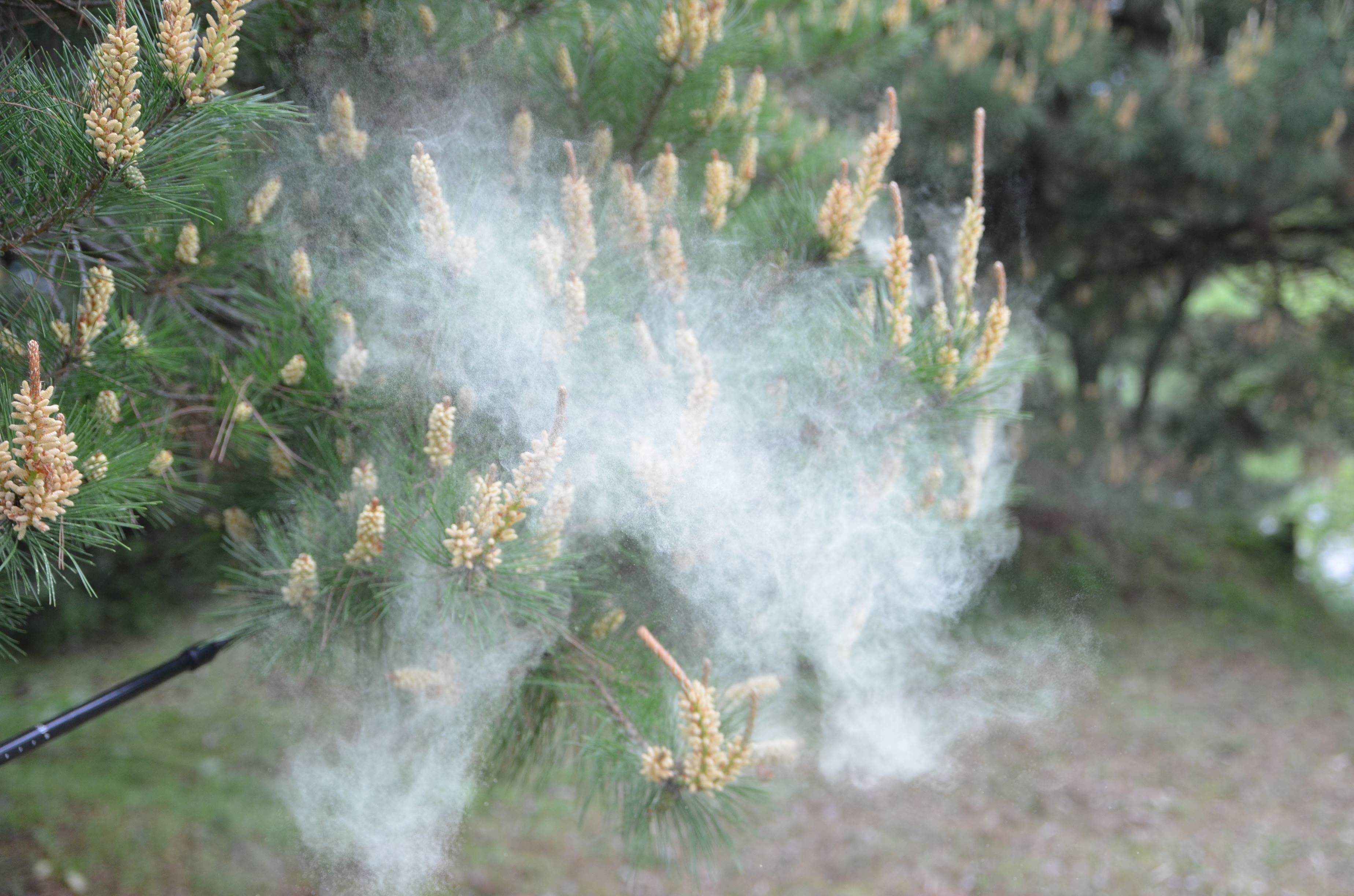 기후변화 영향으로 송홧가루 비산 시기가 갈수록 빨라지고 있다. /사진=국립수목원