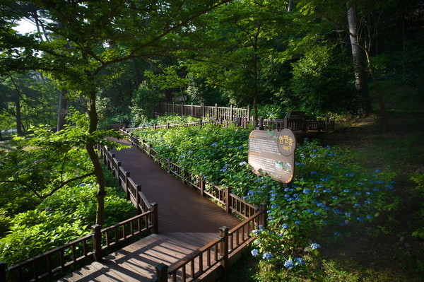 녹색인프라 확충사업(무장애나눔길) 충남 태안군 ‘안면도수목원’ 내 조성지 /사진=한국산림복지진흥원