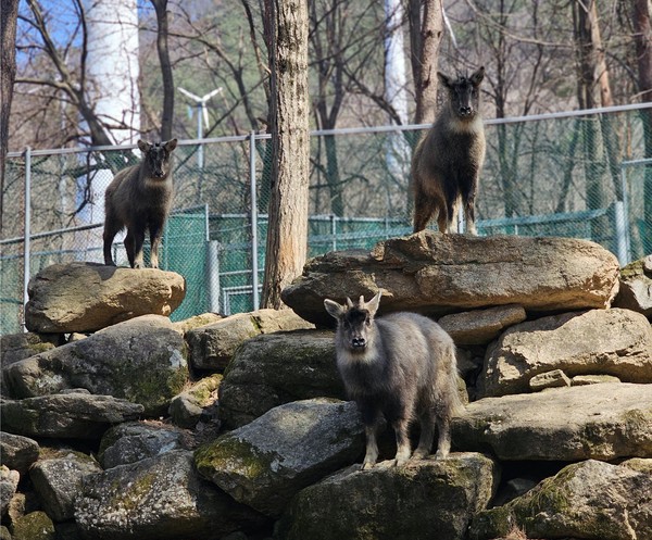 재활‧보호 중인 산양 /사진제공=환경부