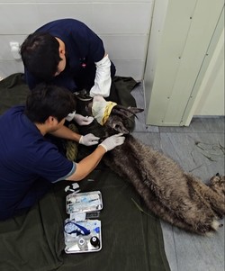 탈진한 산양 구조 및 치료 /사진=환경부