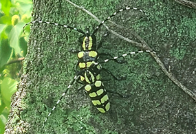 노랑알락하늘소 /사진제공=산림청 국립산림과학원