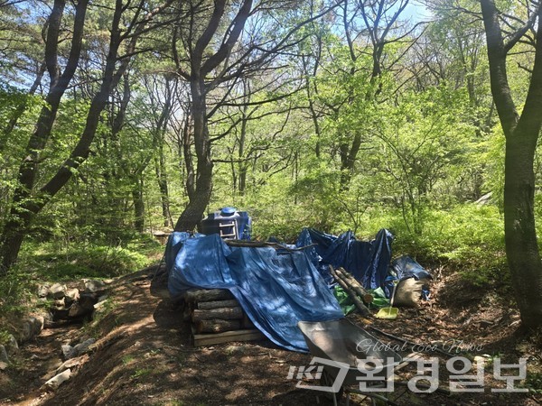 북구 남문길 26 현장. 나무를 잘라 쌓아둔 것을 확인했다. 이는 명백한 산림훼손이다. /사진=장가을 기자 