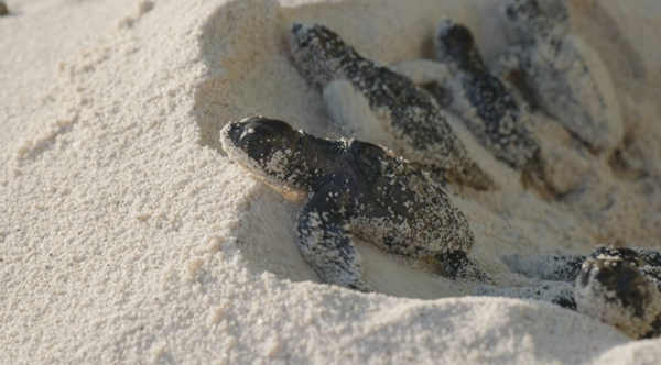 뉴칼레도니아에서 부화한 바다거북 /사진제공=WWF