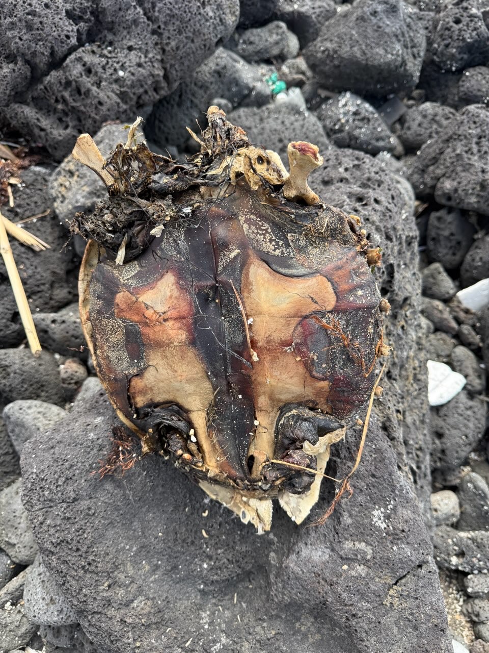 제주시 애월 해안에서 발견된 바다거북 사체 /사진제공=WWF