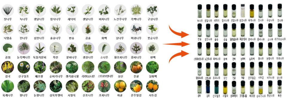 향료자원 및 숲향기 오일 /자료제공=산림청