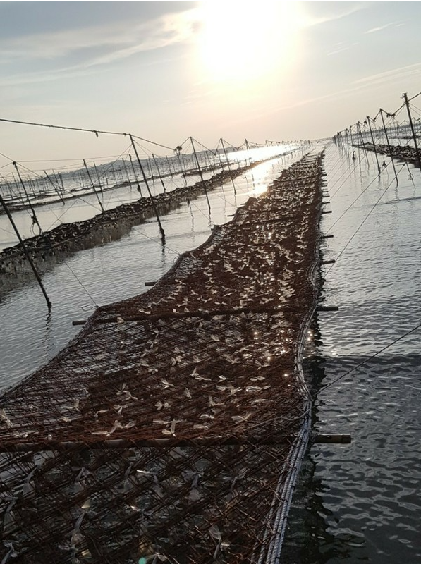 서천군 김 양식장 /사진제공=환경부