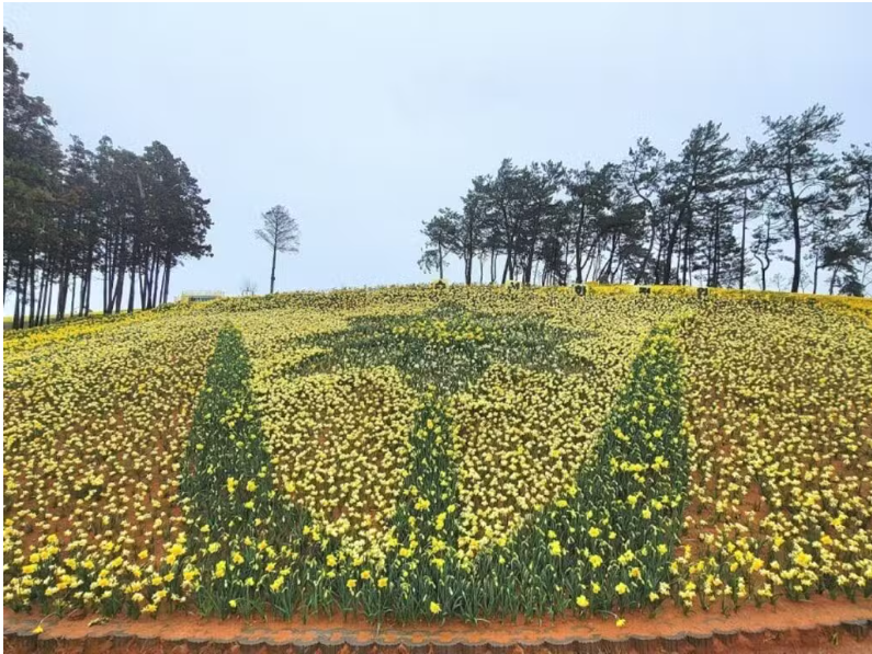 신안군 지도읍 선도 수선화 섬 /사진제공=환경부