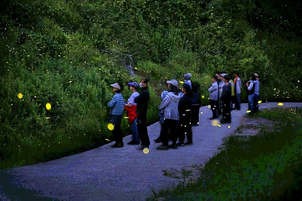 금산 용화리운문산반딧불이 불빛체험을 즐기는 관광객 모습 /사진=김보기 사진작가