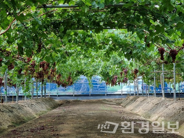 김해시 대동면 주동리 1700평 스마트팜은 서병희 대표의 30년 포도 연구의 모든 게 집약돼 있다. /사진=장가을 기자 