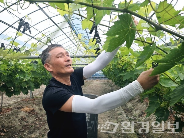 해가 비치기 전 새벽에 나와 3~4시간 작업을 한다는 서병희 대표 /사진=장가을 기자 