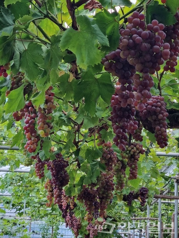 국내 유럽종 포도 선구자이자 전문가인 서병희 대표의 감식안에 합격점 받은 과실 생산은 2023년에야 이뤄졌다. /사진제공=서병희 대표 
