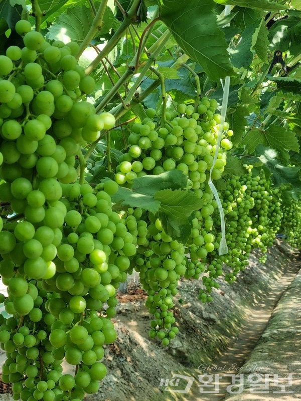 서병희 대표는 30여 종 포도 종류에 따라 신경 써야 할 것들이 모두 달라 깊이 있는 연구는 필수라고 했다. /사진제공=서병희 대표 
