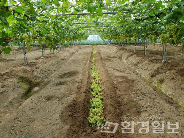 2020년 상품 가치가 없다는 판단에 수확한 포도를 모두 땅에 파묻었다. /사진제공=서병희 대표 