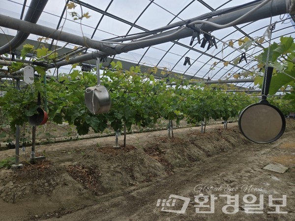 농장 곳곳은 거울과 낡은 프라이팬이 매달려 있었다. 농장을 찾은 이들이 보행 중 혹시나 구조물에 부딪힐까 싶어 설치한 안전 도구다. /사진=장가을 기자 