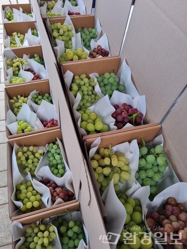 수확한 과실은 일일이 서 대표의 손을 거쳐 박스에 담긴다. 앞으르도 현지 직판으로만 판매를 고수하겠다고.  /사진제공=서병희 대표 