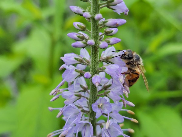 산꼬리풀 꽃꿀을 모으는 꿀벌 /사진제공=국립산림과학원