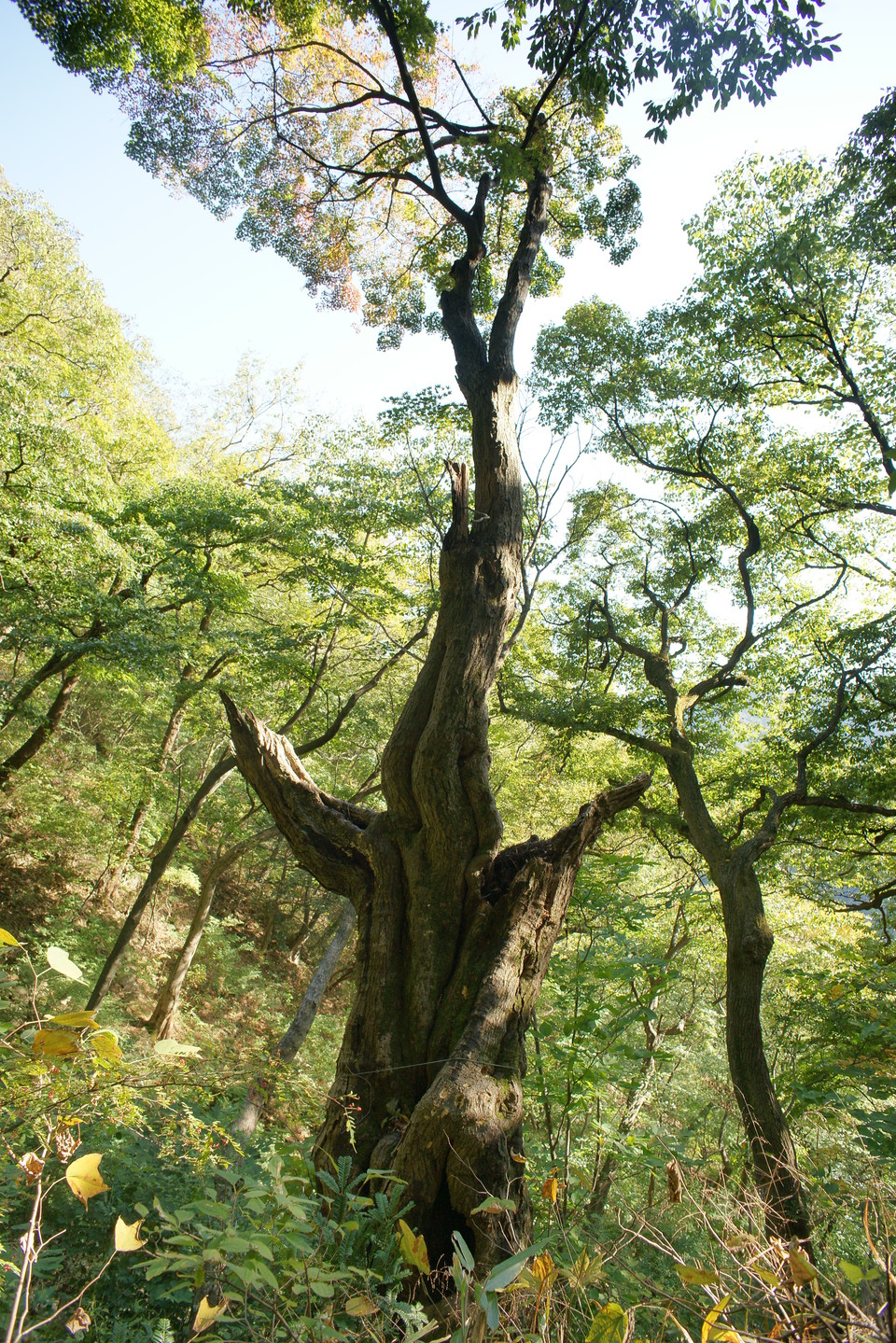 단풍나무 군락 내 유존목(전라북도 정읍시 내장동 내장산 원적암 주변) /사진제공=국립산림과학원