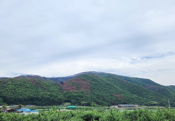 안동시 산불피해 지역 전경 /사진제공=안동시