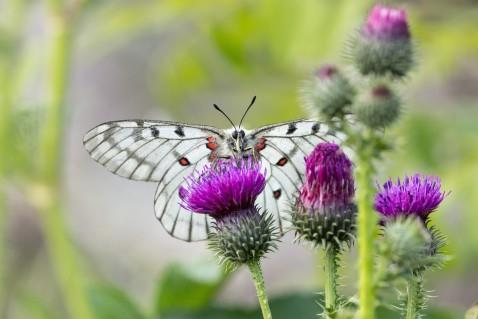 붉은점모시나비 /사진제공=국립생태원