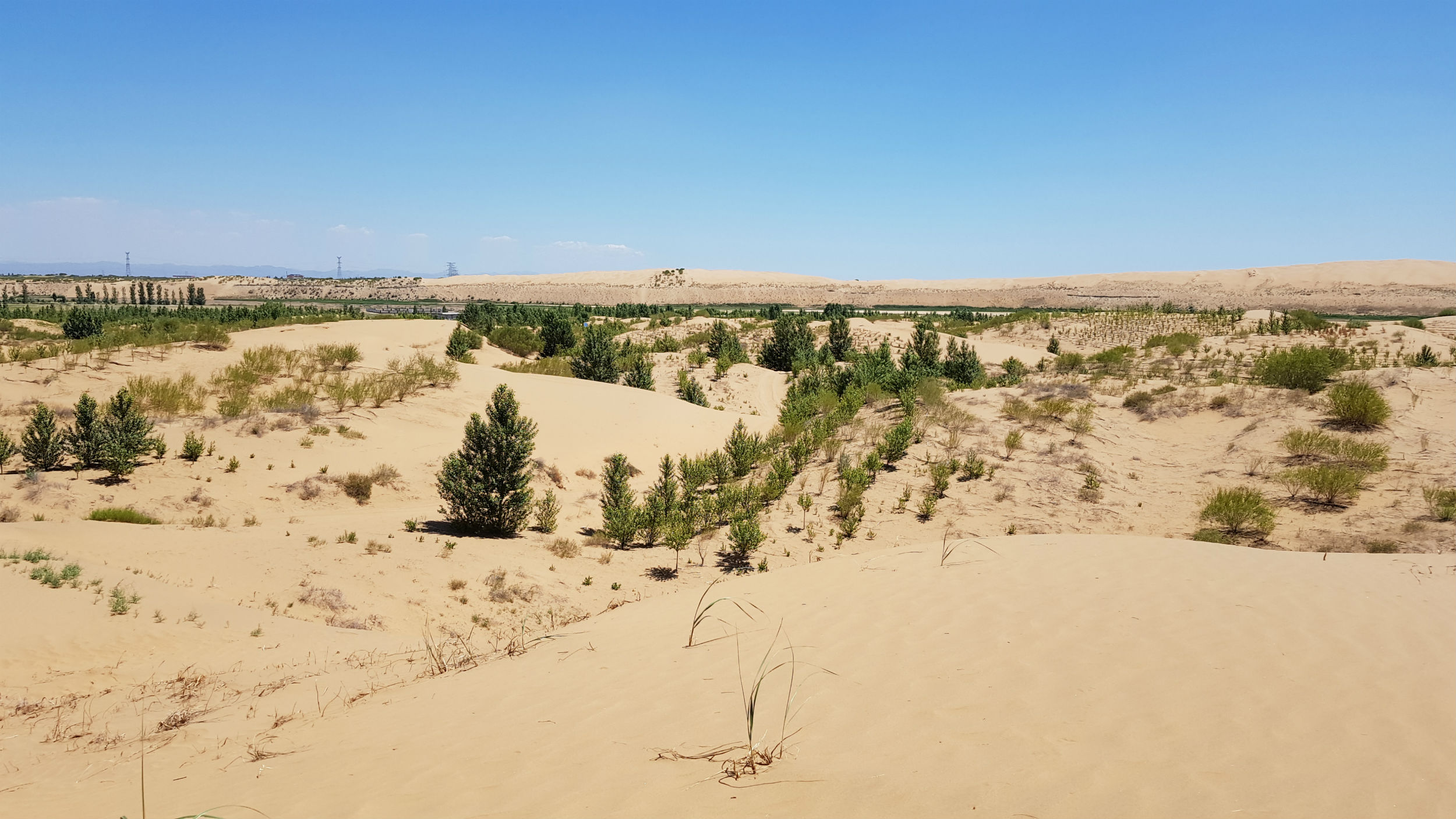 중국 쿠부치 사막 나무 심기 사업 현장 /사진=환경일보DB